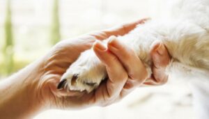 PET THERAPY